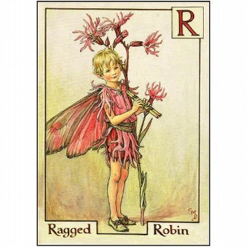 花の妖精ポストカード（ラグドロビン）画像