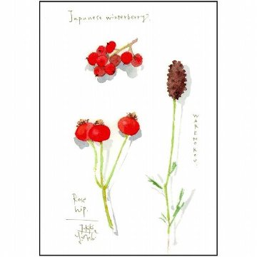 三好貴子 ポストカード（ローズヒップ他）の画像