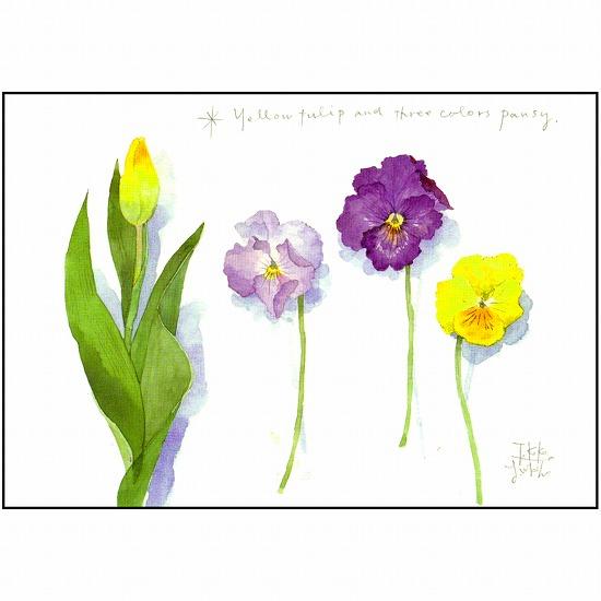 三好貴子 ポストカード（イエローチューリップ＆パンジー）の画像