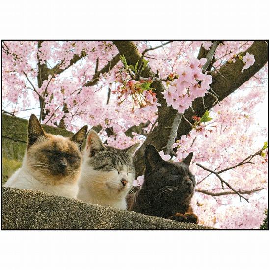 simabossneko　ポストカード（桜と３匹の猫）画像