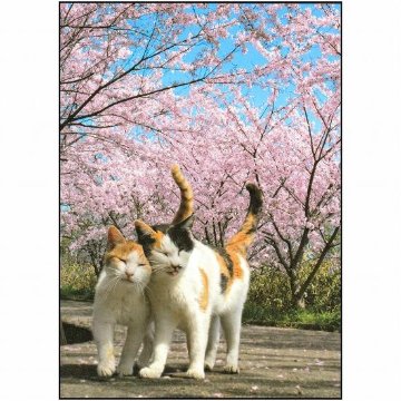 simabossneko　ポストカード（桜と2匹の猫）画像