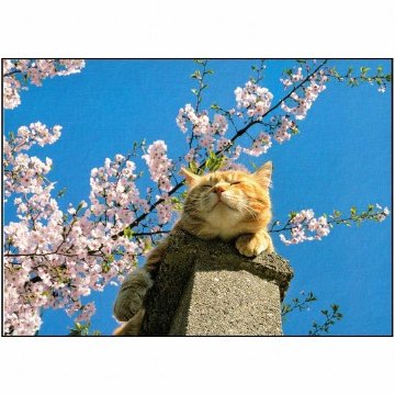 simabossneko　ポストカード（桜と1匹の猫）画像