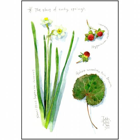 三好貴子 ポストカード（早春の植物）の画像