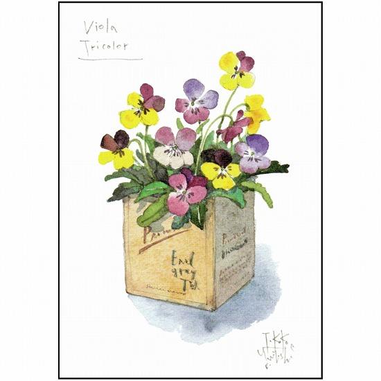 三好貴子 ポストカード（Viola Tricolor）の画像