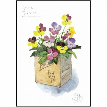 三好貴子 ポストカード（Viola Tricolor）の画像