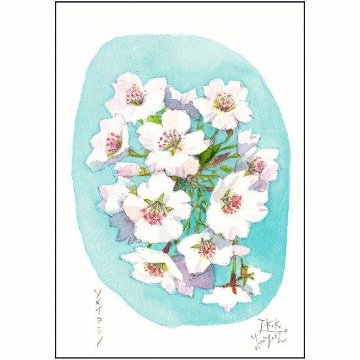 三好貴子 ポストカード（ソメイヨシノ-BL）の画像