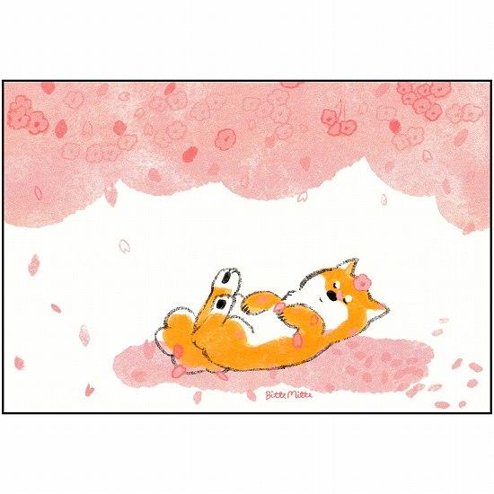 ももろ ポストカード（柴犬と満開の桜）の画像