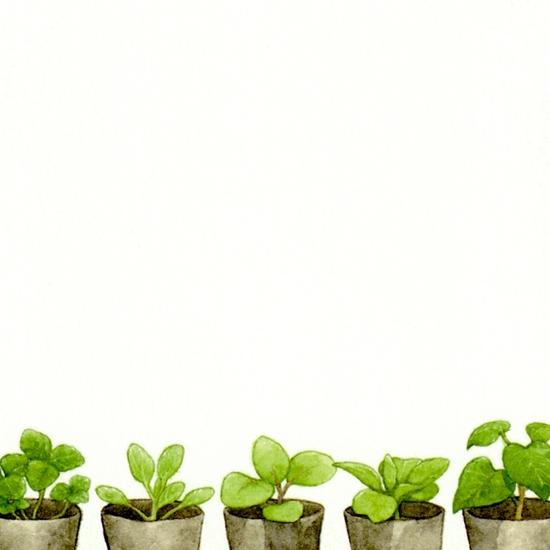 ちっぷ ポストカード（くまの植物研究室）の画像