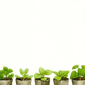 ちっぷ ポストカード（くまの植物研究室）の画像