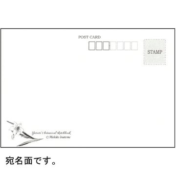 いなとめ まきこ ポストカード（ユルリ/スイセン）の画像
