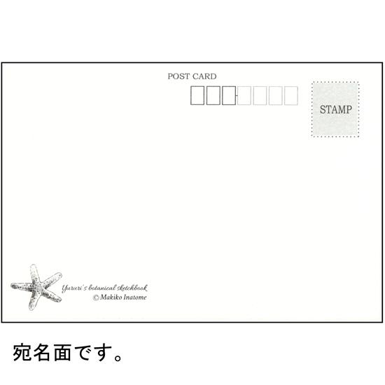 いなとめ まきこ ポストカード（ユルリ/海藻）の画像