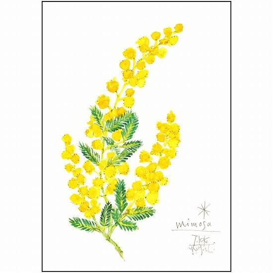三好貴子 ポストカード（ミモザ）の画像