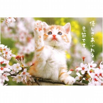 ポストカード（ネコと桜）「優しさあふれる」画像