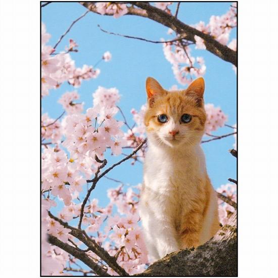 桜ポストカード（猫）画像