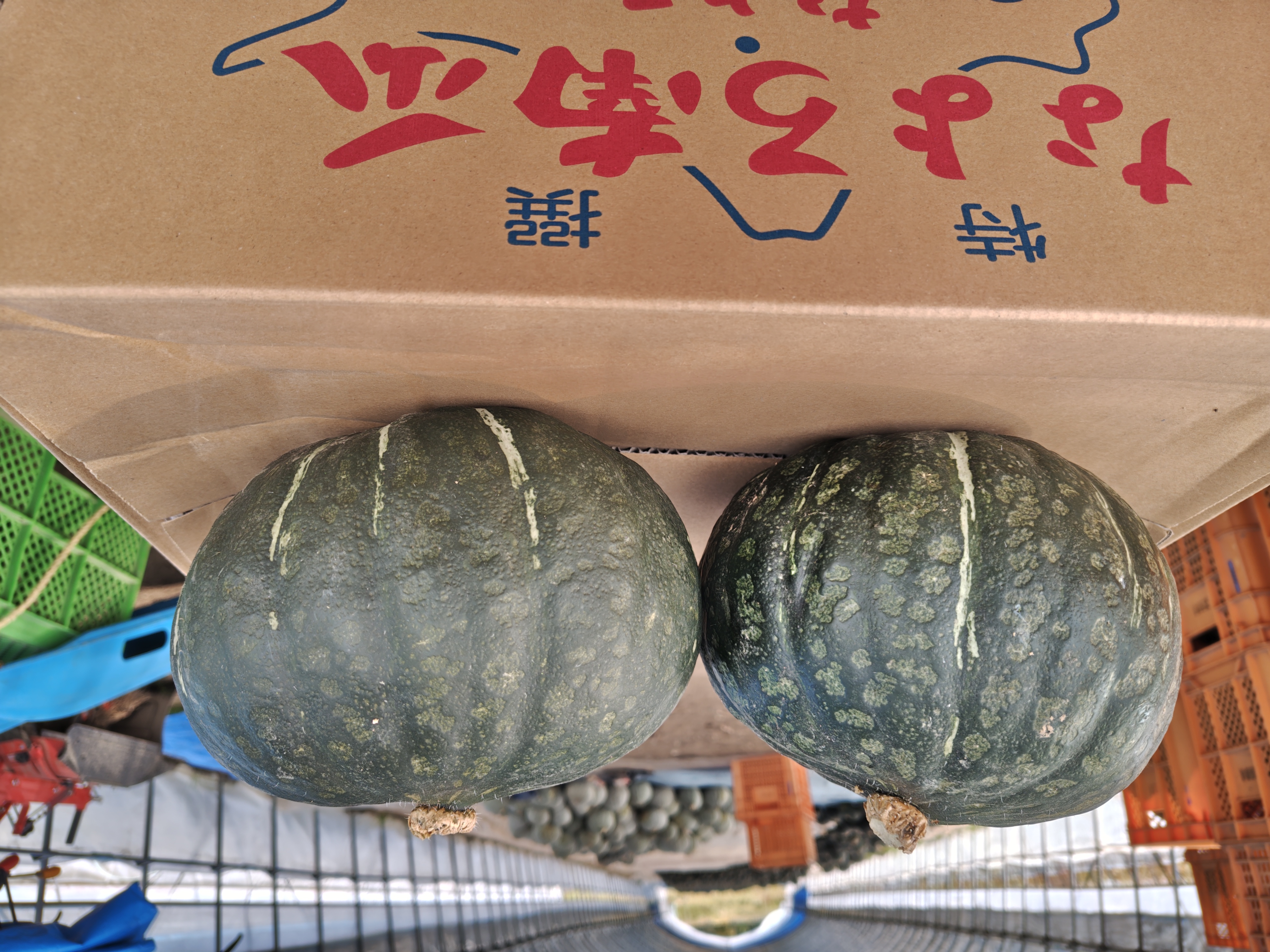 蔵の匠かぼちゃの画像