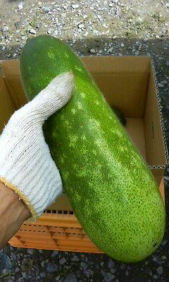沖縄小型冬瓜の画像