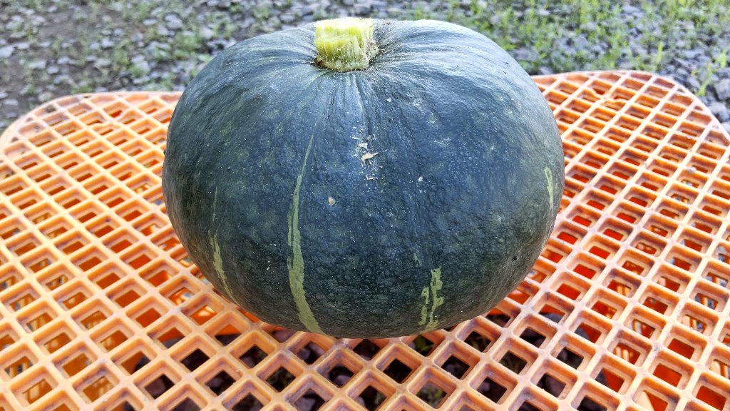 プリメラエースかぼちゃの画像