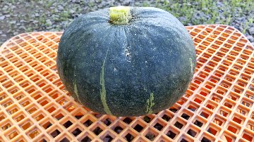 プリメラエースかぼちゃの画像