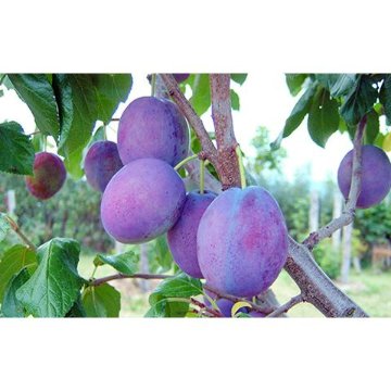 無添加種抜きプルーン　250ｇ×2袋の画像