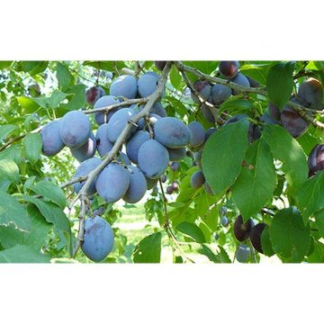 無添加種抜きプルーン　250ｇ×2袋の画像