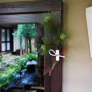 根引きの松　Mの画像