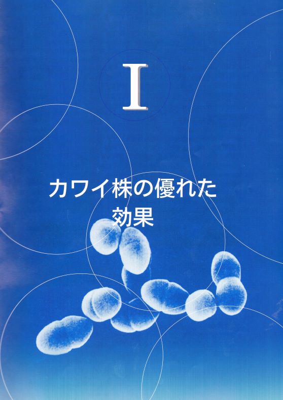 乳酸球菌カワイ株