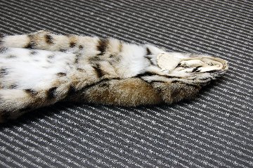 リンクスキャット原反　ナチュラルの画像