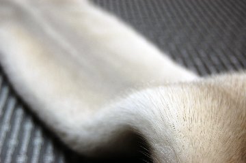 ミンク原反　プラチナブロンドの画像