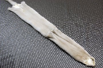 ミンク原反　プラチナブロンドの画像