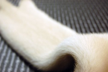 ミンク原反　パロミノの画像