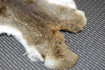 シェアードラビット原反　ゴマ(238)の画像