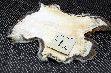 シェアードラビット原反　ゴマ(238)の画像