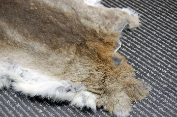 シェアードラビット原反　ゴマ(241)の画像