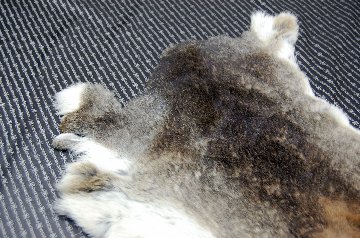 シェアードラビット原反　ゴマ(243)の画像