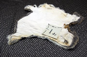シェアードラビット原反　ゴマ(243)の画像