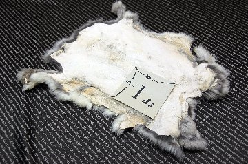 シェアードラビット原反　チンチラ(247)の画像