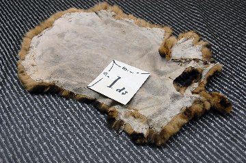 レッキス原反　ベージュプリント(261)の画像
