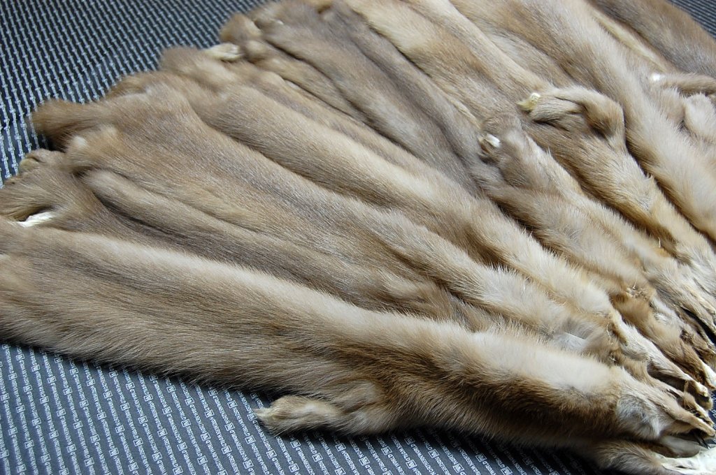 サーバルキャット　毛皮 2021年、新メンバー発表！ | RARA BENGALSのブログ〜〜猫ブリーダーの