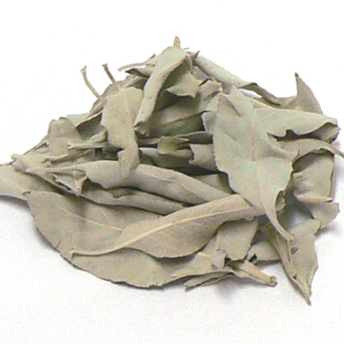 浄化用 (無農薬) ホワイトセージ （リーフ・30g）の画像