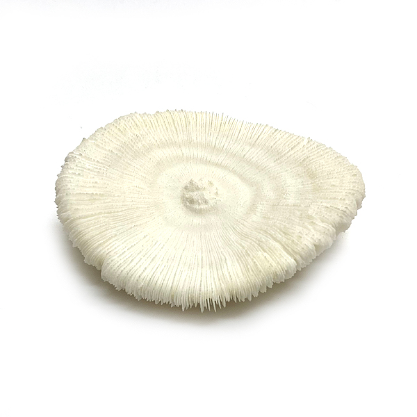 天然白珊瑚 クサビライシ サンゴ　(2301）ﾌﾟﾚｰﾄ付 インテリア 置き飾り 貝殻 標本 限定品画像