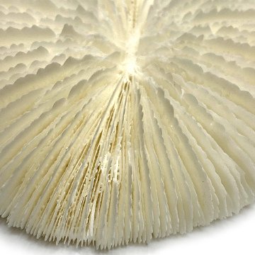 天然白珊瑚 クサビライシ サンゴ　(2301）ﾌﾟﾚｰﾄ付 インテリア 置き飾り 貝殻 標本 限定品画像