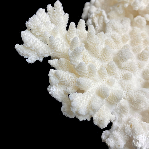 天然白珊瑚 東シナ海産 サンゴ（25001）インテリア 置き飾り 貝殻 標本 限定品画像