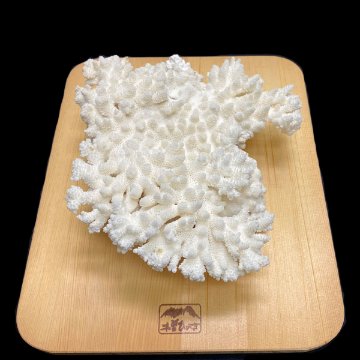 天然白珊瑚 東シナ海産 サンゴ（25001）インテリア 置き飾り 貝殻 標本 限定品画像