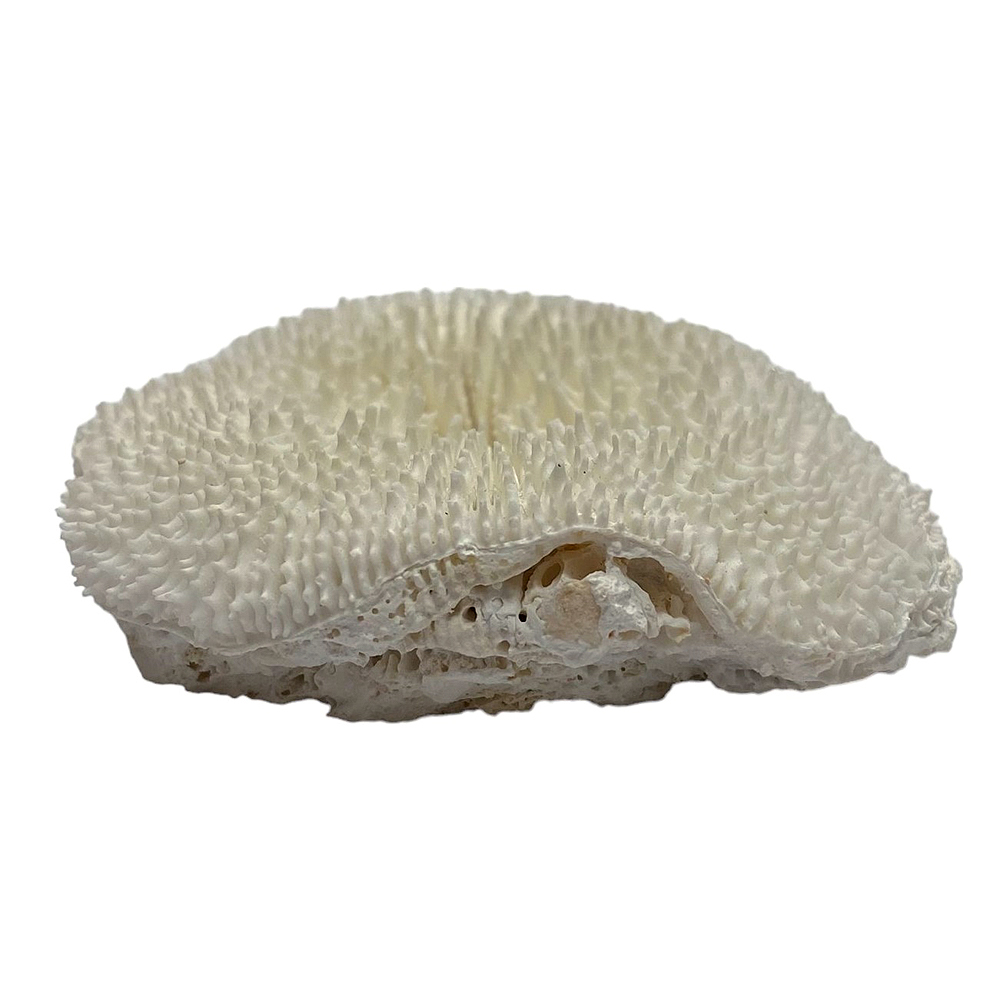 天然白珊瑚 サンゴ　(3503）ケース付 インテリア 置き飾り 貝殻 標本 限定品の画像