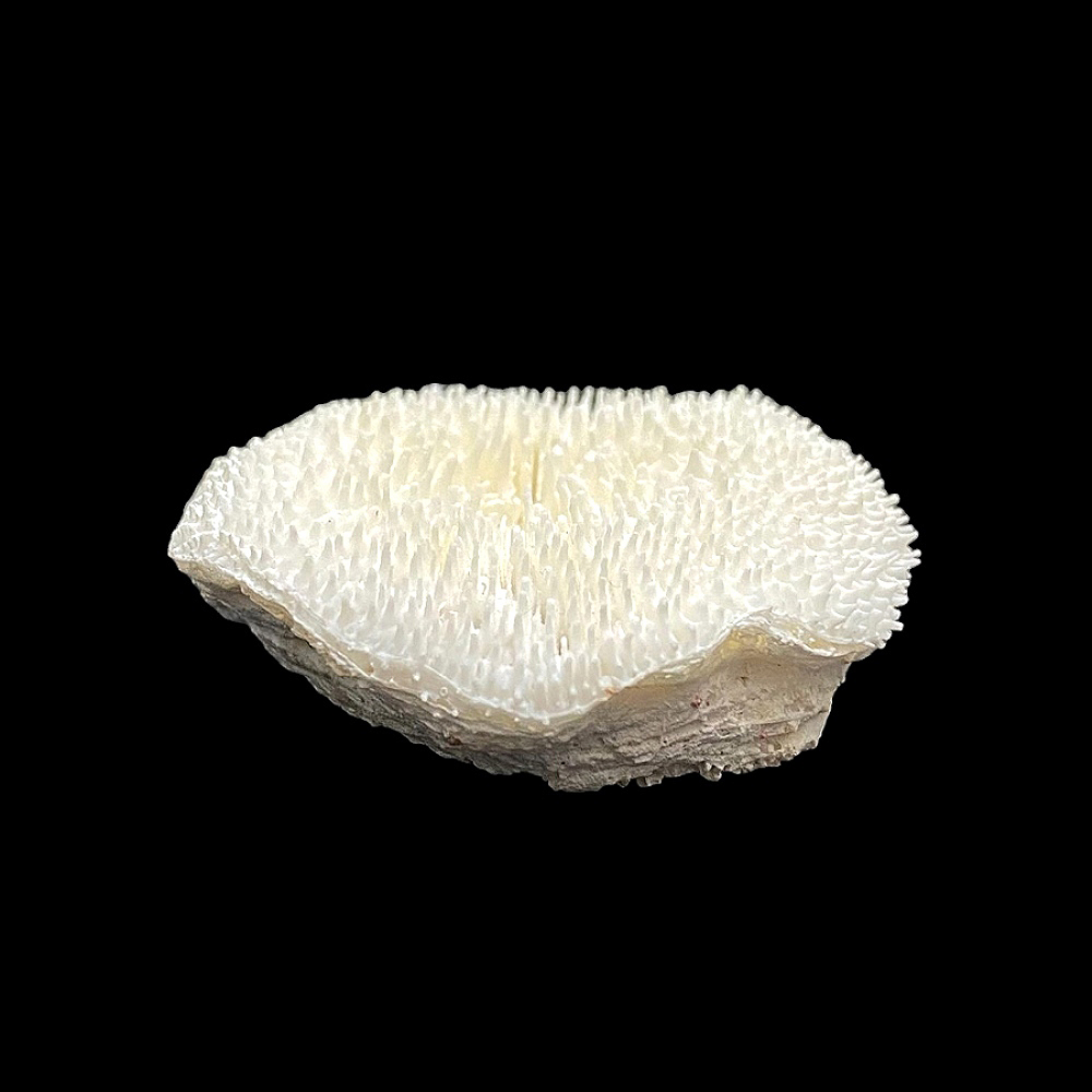 天然白珊瑚 サンゴ　(3503）ケース付 インテリア 置き飾り 貝殻 標本 限定品の画像