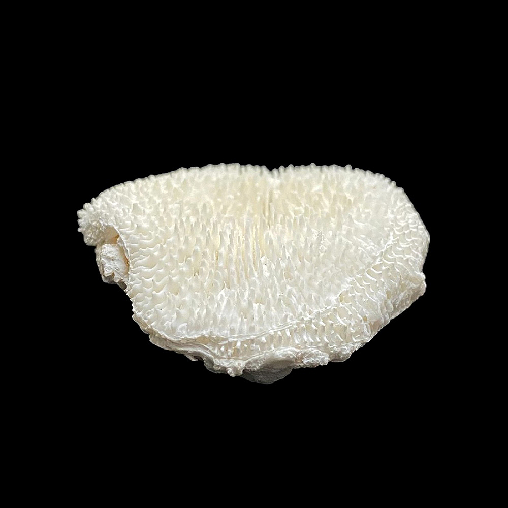 天然白珊瑚 サンゴ　(3503）ケース付 インテリア 置き飾り 貝殻 標本 限定品の画像