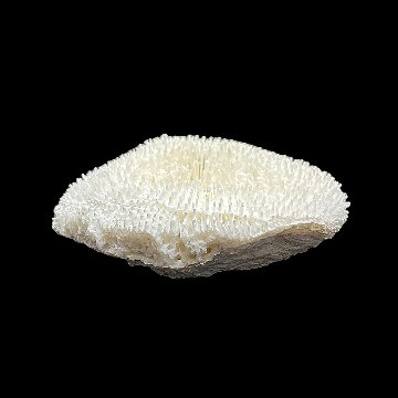 天然白珊瑚 サンゴ　(3503）ケース付 インテリア 置き飾り 貝殻 標本 限定品の画像