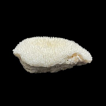 天然白珊瑚 サンゴ　(3503）ケース付 インテリア 置き飾り 貝殻 標本 限定品の画像