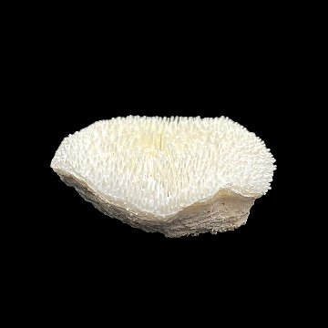 天然白珊瑚 サンゴ　(3503）ケース付 インテリア 置き飾り 貝殻 標本 限定品の画像