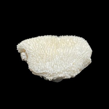 天然白珊瑚 サンゴ　(3503）ケース付 インテリア 置き飾り 貝殻 標本 限定品の画像